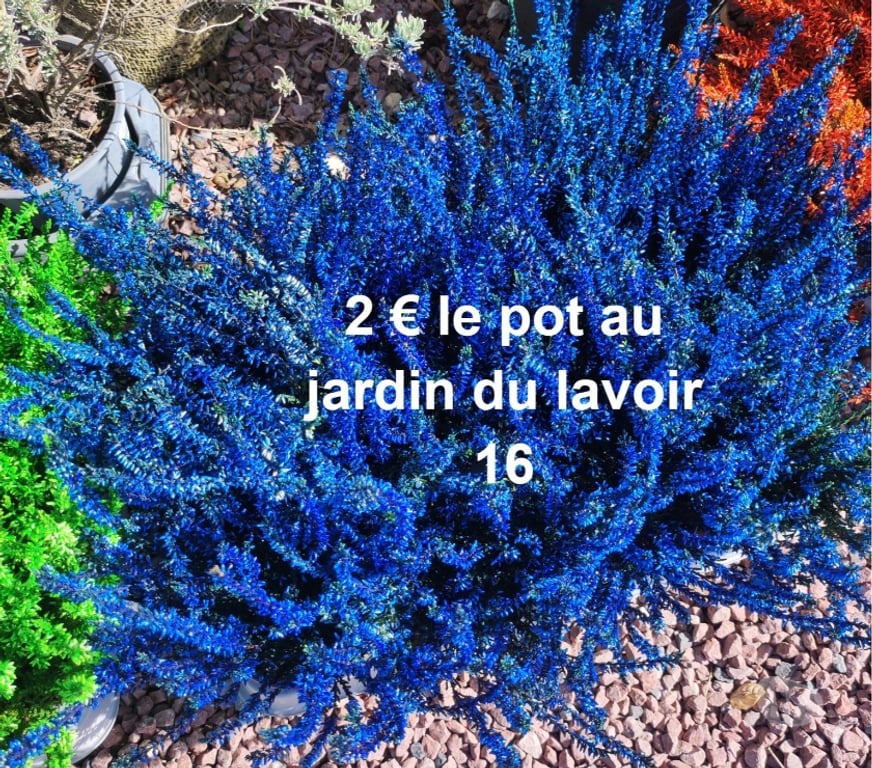 Charente St Yrieix sur Charente - 16710 - Photos Vivastreet bruyeres au jardin du lavoir 16