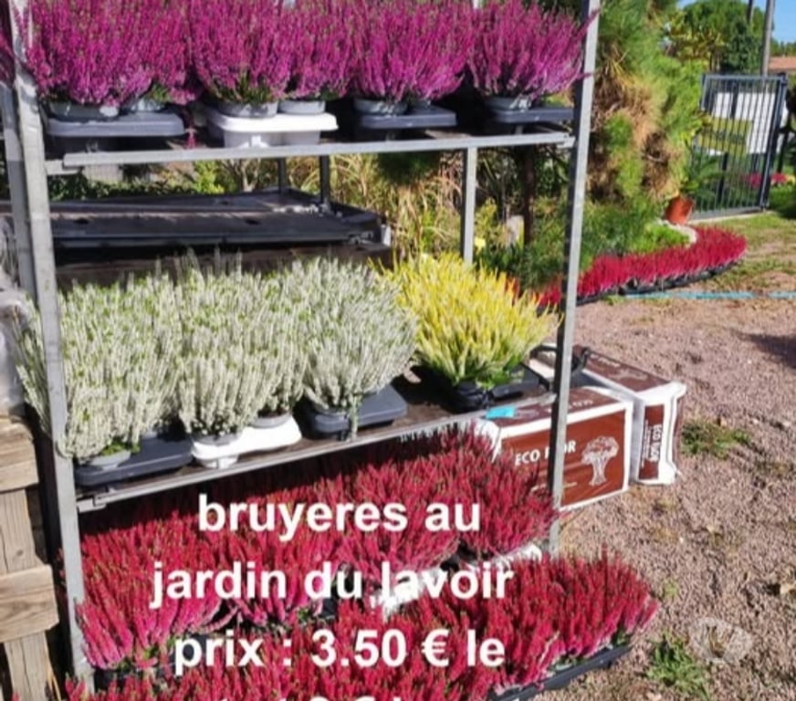 Charente St Yrieix sur Charente - 16710 - Photos Vivastreet bruyeres au jardin du lavoir 16