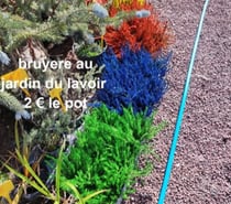 Photos Vivastreet bruyeres au jardin du lavoir 16