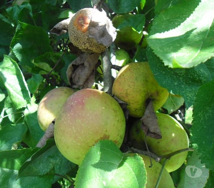 Bricolage - Jardin - Outillage Borey Haute-Saône - Photos Vivastreet POMMES - COING - JUS COING