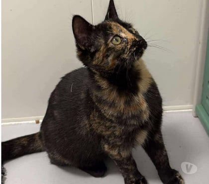 Adoption animaux Beaumont le Roger Eure - Photos Vivastreet QUINZEL chatonne type européenne non LOOF