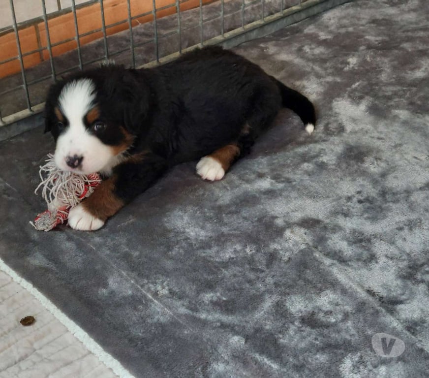 Vente Nord Renescure - 59173 - Photos Vivastreet 5 Chiots bouvier bernois LOF dispo à partir du 22 10 2025