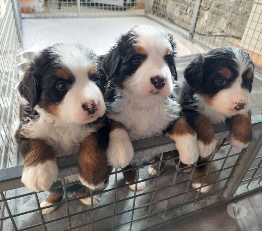 Vente Nord Renescure - 59173 - Photos Vivastreet 5 Chiots bouvier bernois LOF dispo à partir du 22 10 2025