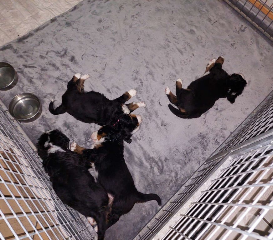 Vente Nord Renescure - 59173 - Photos Vivastreet 5 Chiots bouvier bernois LOF dispo à partir du 22 10 2025