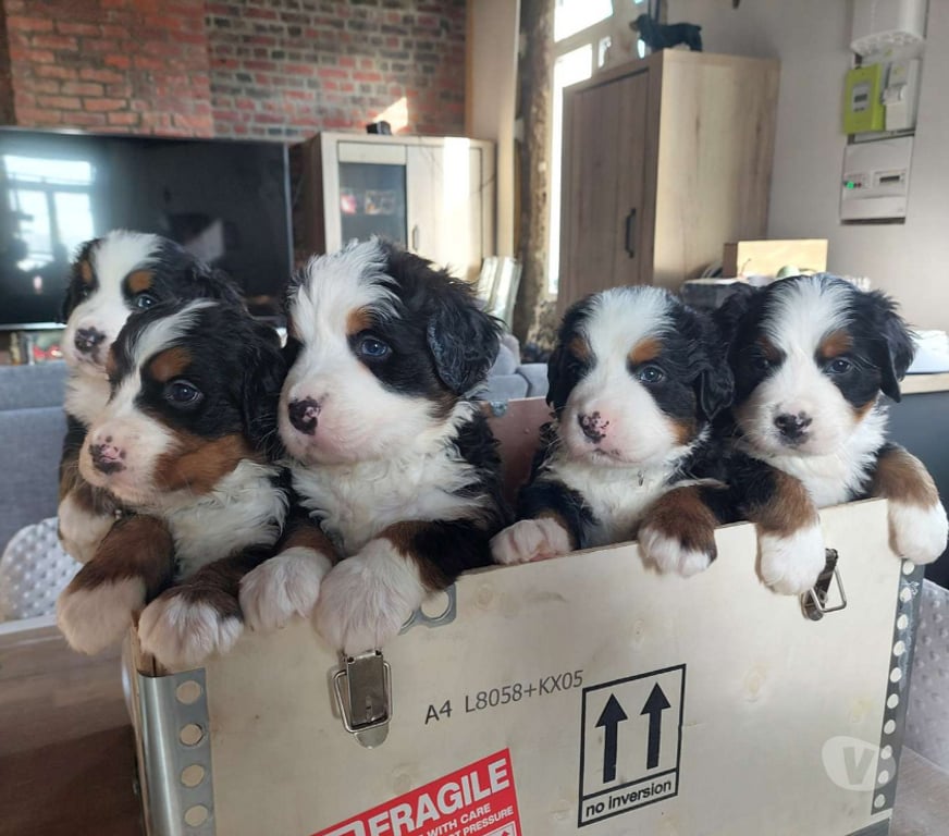 Vente Nord Renescure - 59173 - Photos Vivastreet 5 Chiots bouvier bernois LOF dispo à partir du 22 10 2025