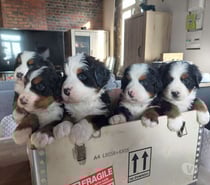 5 Chiots bouvier bernois LOF dispo à partir du 22 10 2025