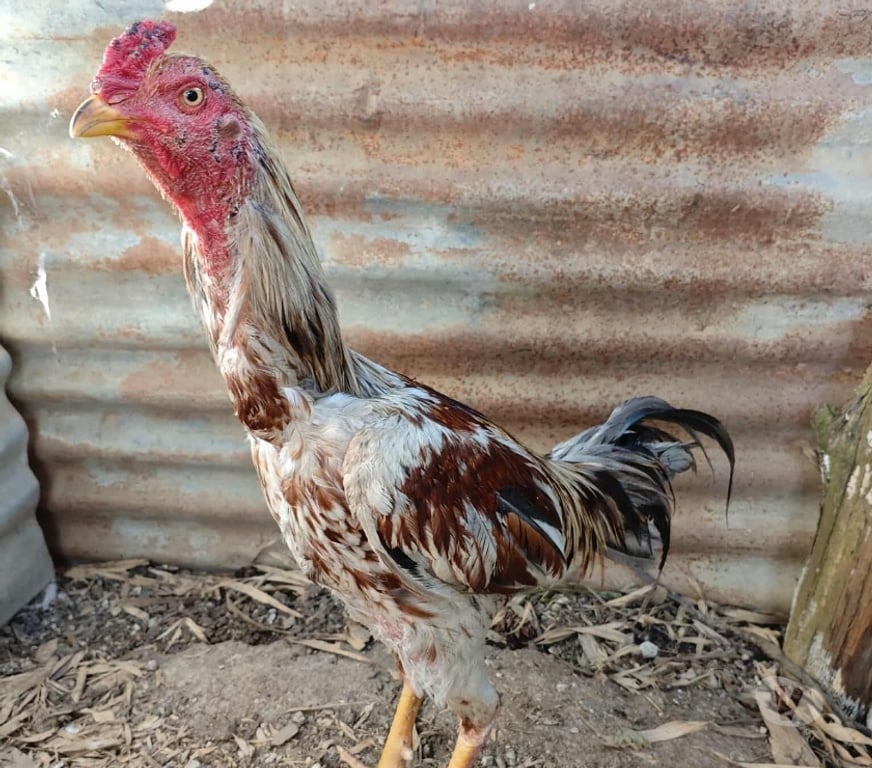 Vente Essonne Egly - 91520 - Photos Vivastreet Coq thai bresil
