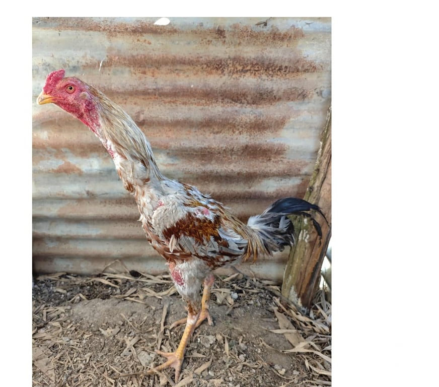 Vente Essonne Egly - 91520 - Photos Vivastreet Coq thai bresil