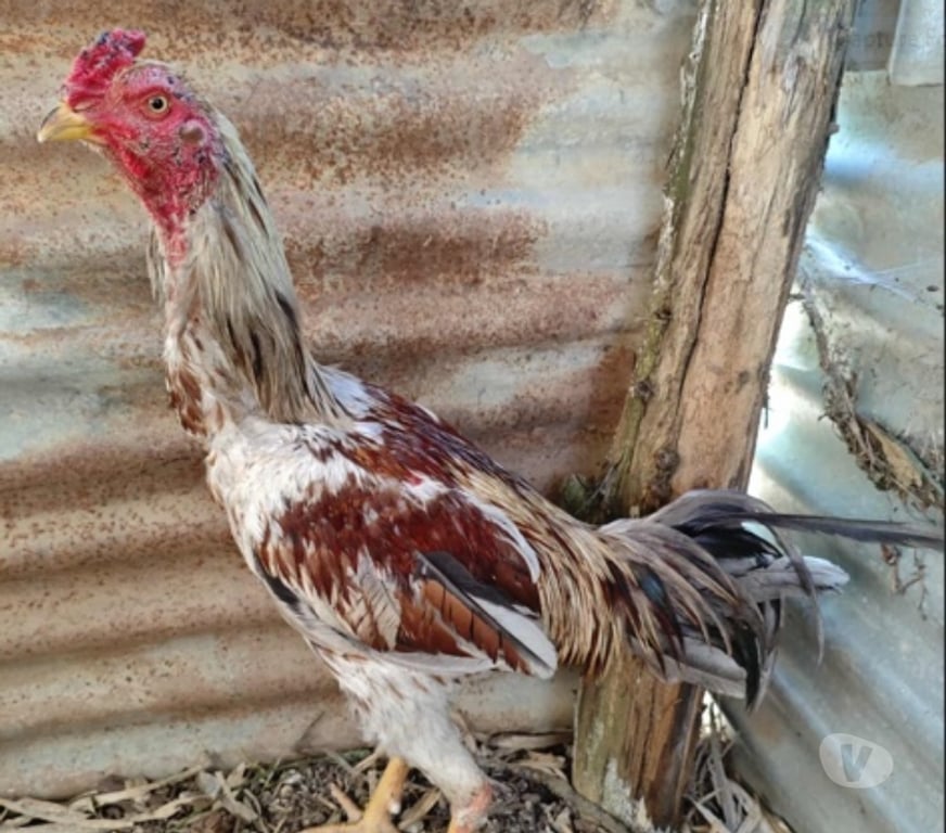 Vente Essonne Egly - 91520 - Photos Vivastreet Coq thai bresil
