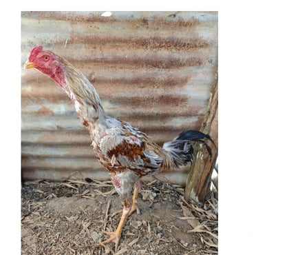Vente animaux Egly Essonne - Photos Vivastreet Coq thai bresil
