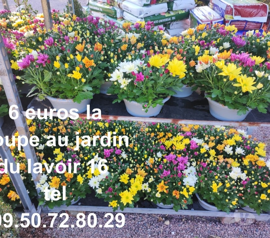 Charente St Yrieix sur Charente - 16710 - Photos Vivastreet Coupe chrysanthemes
