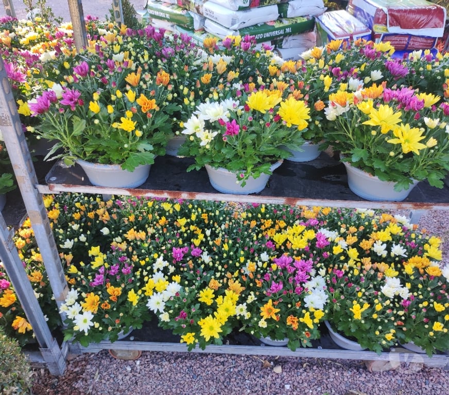 Charente St Yrieix sur Charente - 16710 - Photos Vivastreet Coupe chrysanthemes