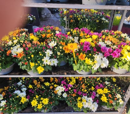 Bricolage - Jardin - Outillage St Yrieix sur Charente Charente - Photos Vivastreet Coupe chrysanthemes