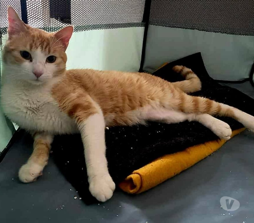 Don animaux Aude Carcassonne - Photos Vivastreet Bunny chat roux mâle A ADOPTER