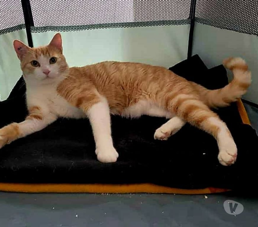 Don animaux Aude Carcassonne - Photos Vivastreet Bunny chat roux mâle A ADOPTER