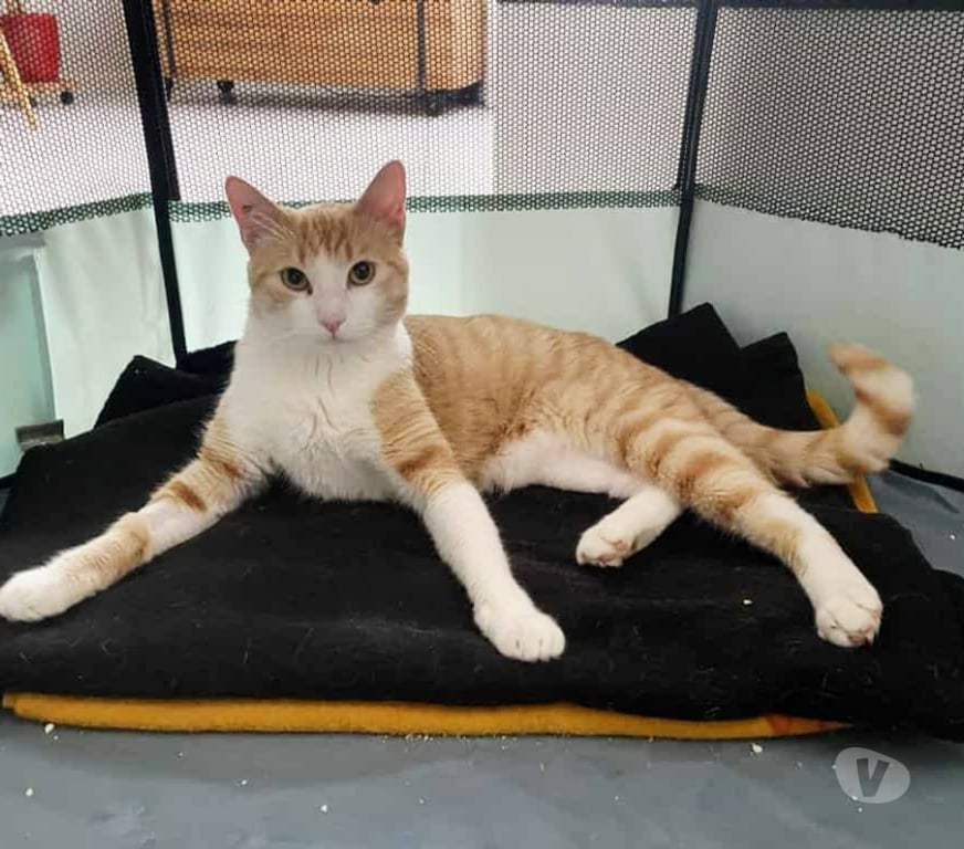 Don animaux Aude Carcassonne - Photos Vivastreet Bunny chat roux mâle A ADOPTER