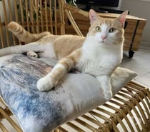 Bunny adorable chat roux mâle 1 an A ADOPTER