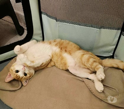 Adoption animaux Carcassonne Carcassonne - Photos Vivastreet Bunny chat roux mâle A ADOPTER