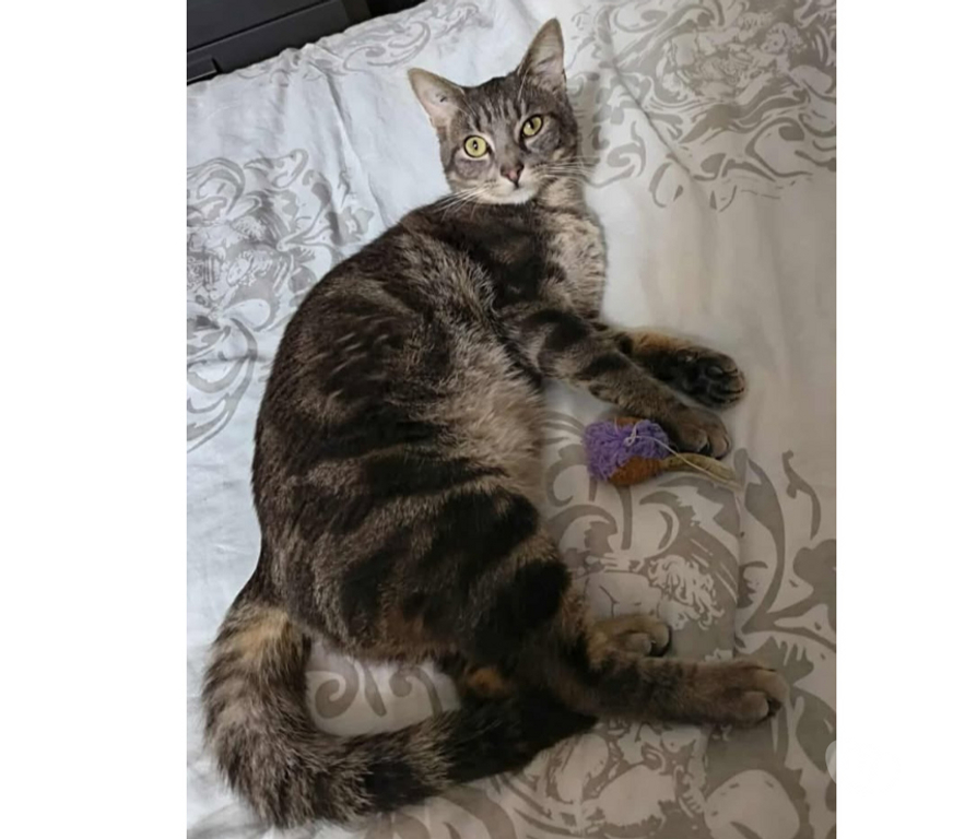 Don animaux Aude Carcassonne - Photos Vivastreet Massimo chat calin et gentil 1 an A ADOPTER
