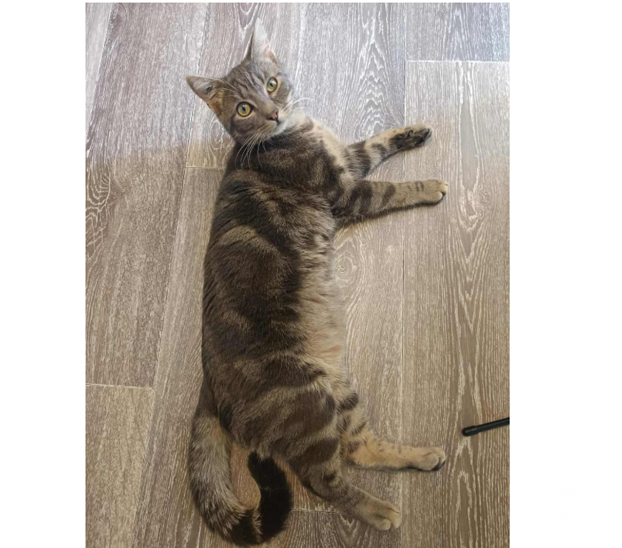 Don animaux Aude Carcassonne - Photos Vivastreet Massimo chat calin et gentil 1 an A ADOPTER