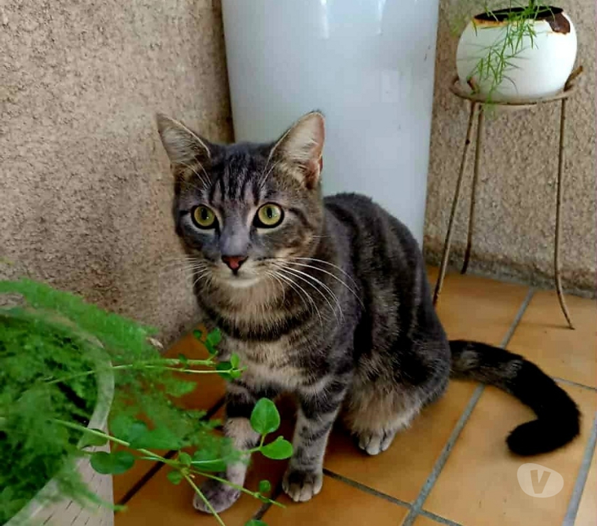 Don animaux Aude Carcassonne - Photos Vivastreet Massimo chat calin et gentil 1 an A ADOPTER