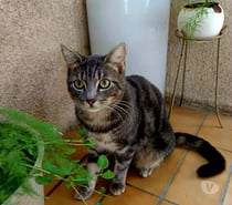 Massimo chat calin et gentil 1 an A ADOPTER