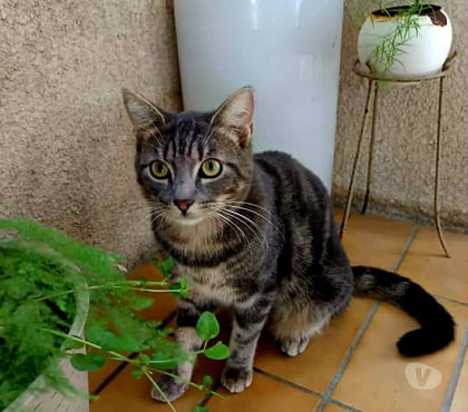 Don animaux Carcassonne Carcassonne - Photos Vivastreet Massimo chat calin et gentil 1 an A ADOPTER
