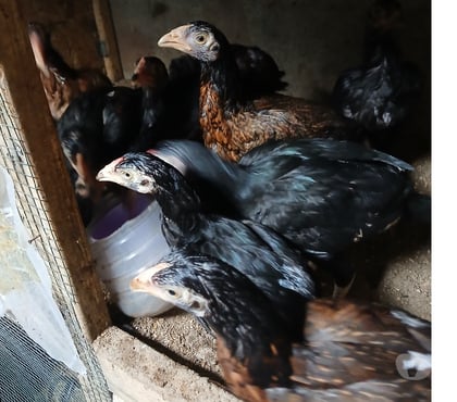 Vente animaux Brussey Haute-Saône - Photos Vivastreet Pussien aseel pakistan pour a vandre