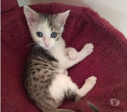 Don animaux Pierrelatte Drôme - Photos Vivastreet Chat GAYDEN à l adoption