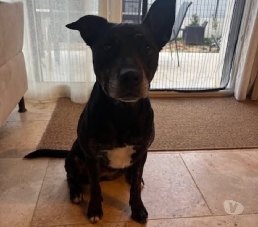 Don animaux Drôme St Paul Trois Chateaux - 26130 - Photos Vivastreet Chien MAYA à l adoption