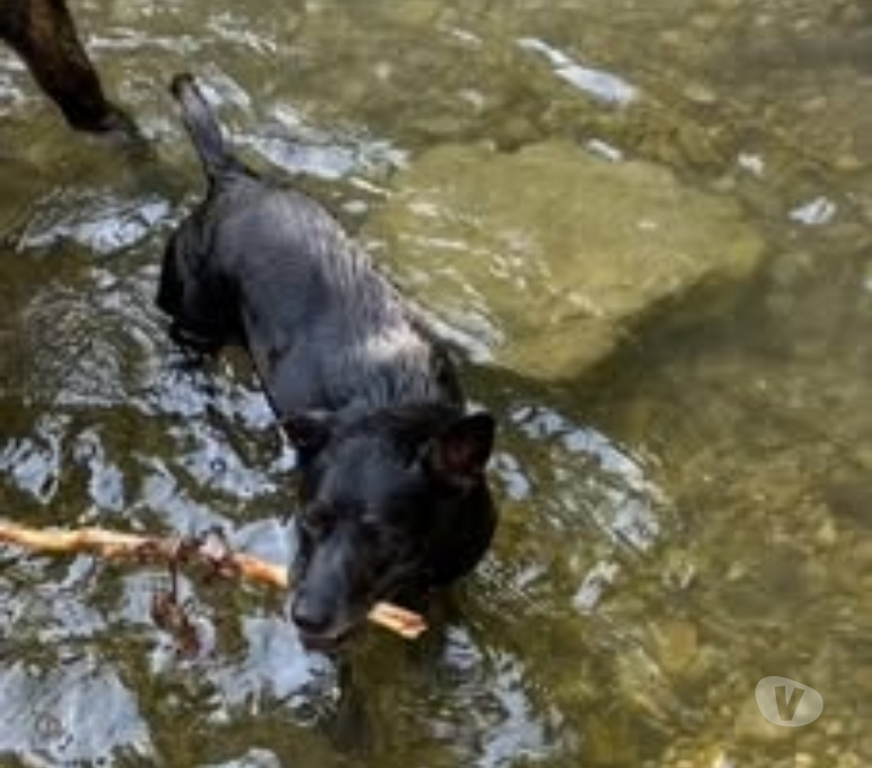 Don animaux Drôme St Paul Trois Chateaux - 26130 - Photos Vivastreet Chien MAYA à l adoption
