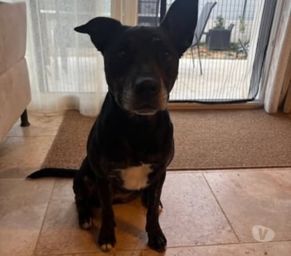 Don animaux St Paul Trois Chateaux Drôme - Photos Vivastreet Chien MAYA à l adoption