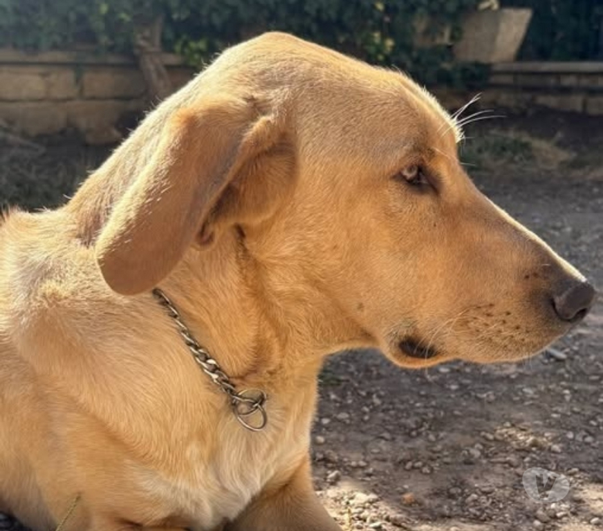 Don animaux Drôme St Restitut - 26130 - Photos Vivastreet Chien LUFFY à l adoption
