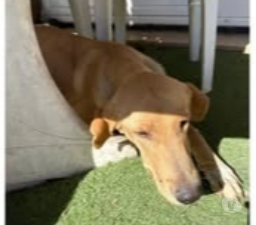 Don animaux Drôme St Restitut - 26130 - Photos Vivastreet Chien LUFFY à l adoption