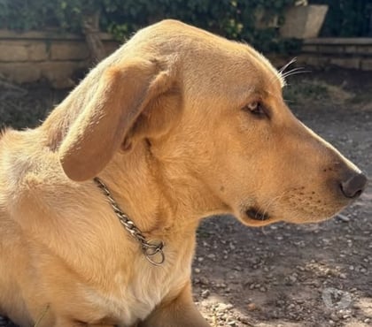Don animaux St Restitut Drôme - Photos Vivastreet Chien LUFFY à l adoption