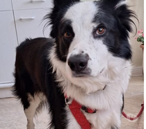Chien PANDA à l adoption