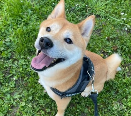 Don animaux St Restitut Drôme - Photos Vivastreet Chien SHIRO à l adoption