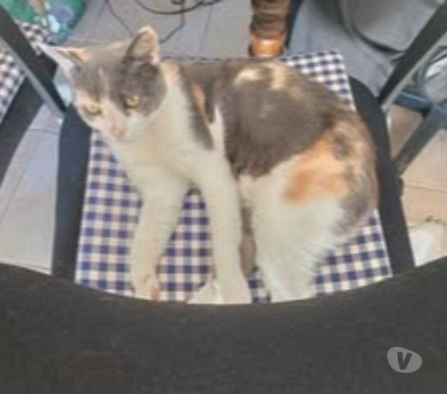 Don animaux Drôme St Restitut - 26130 - Photos Vivastreet Chat ISIS à l adoption