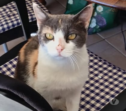 Don animaux St Restitut Drôme - Photos Vivastreet Chat ISIS à l adoption