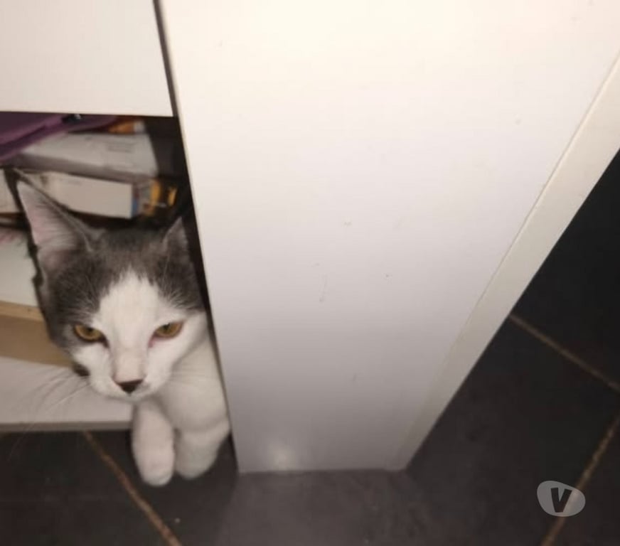 Don animaux Ardèche St Romain de Lerps - 07130 - Photos Vivastreet Chat KILI à l adoption