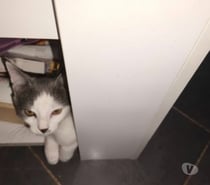 Chat KILI à l adoption