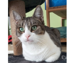 LOUANA, jolie chatte grise et blanche à adopter
