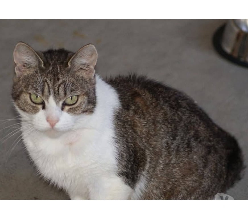 Vente Cher Villabon - 18800 - Photos Vivastreet LOUANA, jolie chatte grise et blanche à adopter
