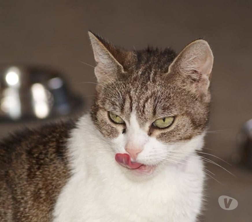 Vente Cher Villabon - 18800 - Photos Vivastreet LOUANA, jolie chatte grise et blanche à adopter