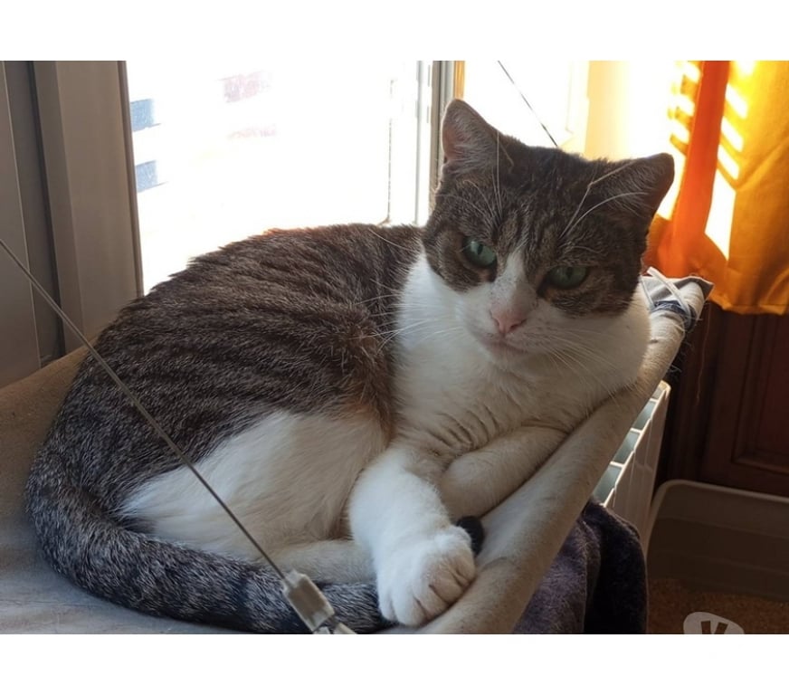Vente Cher Villabon - 18800 - Photos Vivastreet LOUANA, jolie chatte grise et blanche à adopter