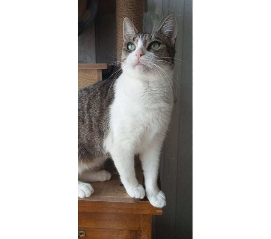 Vente Cher Villabon - 18800 - Photos Vivastreet LOUANA, jolie chatte grise et blanche à adopter
