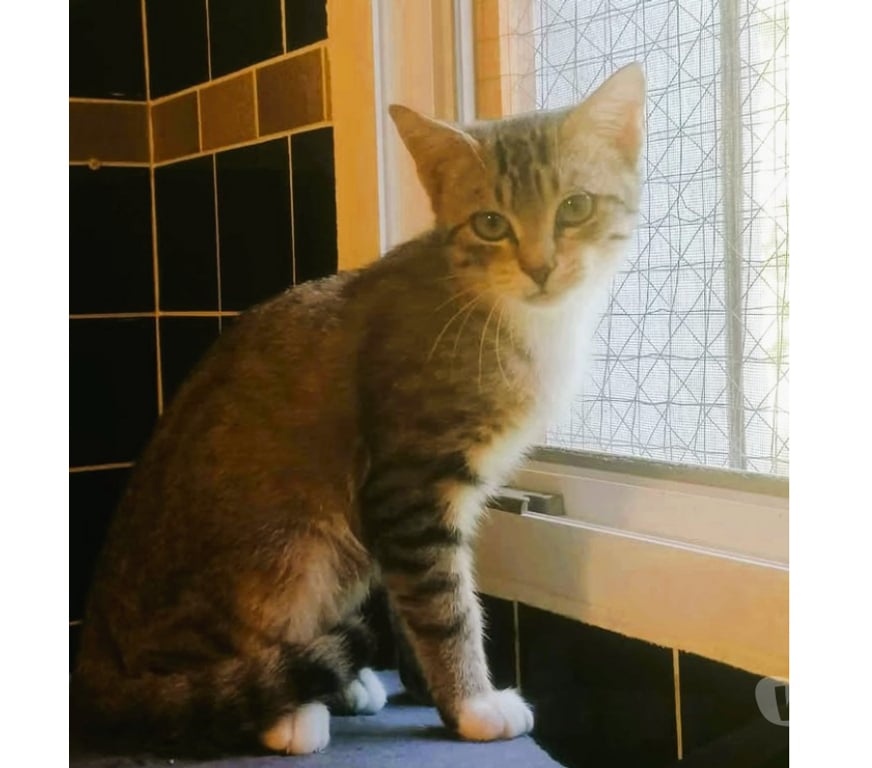 Don animaux Aude Carcassonne - Photos Vivastreet Alsan chaton adorable 3 mois a adopter