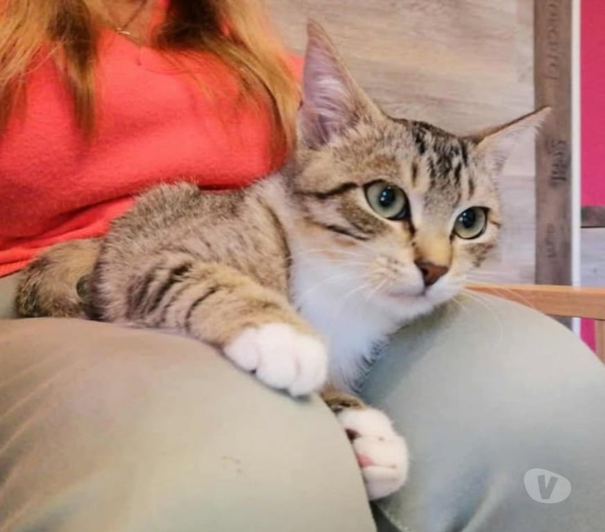Don animaux Aude Carcassonne - Photos Vivastreet Alsan chaton adorable 3 mois a adopter