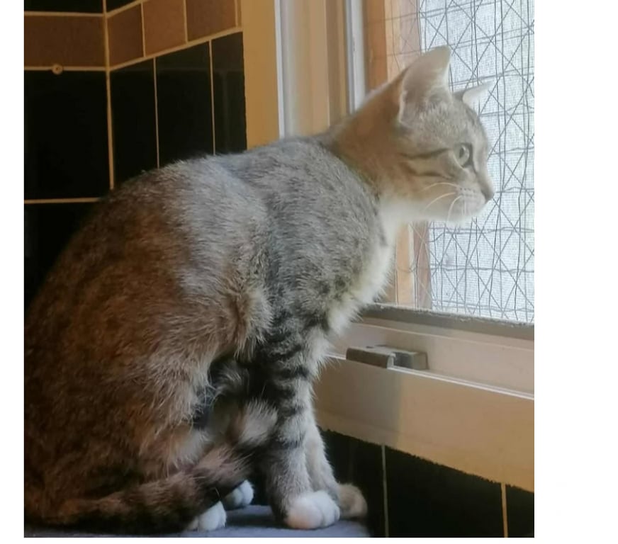 Don animaux Aude Carcassonne - Photos Vivastreet Alsan chaton adorable 3 mois a adopter