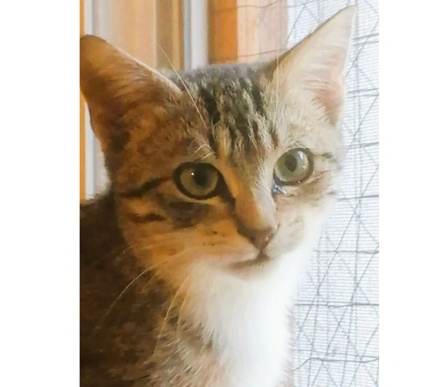 Don animaux Aude Carcassonne - Photos Vivastreet Alsan chaton adorable 3 mois a adopter